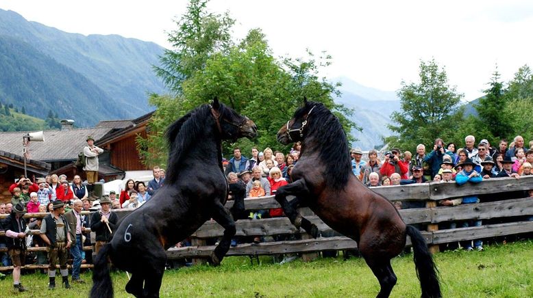 Pferdeland Salzburg