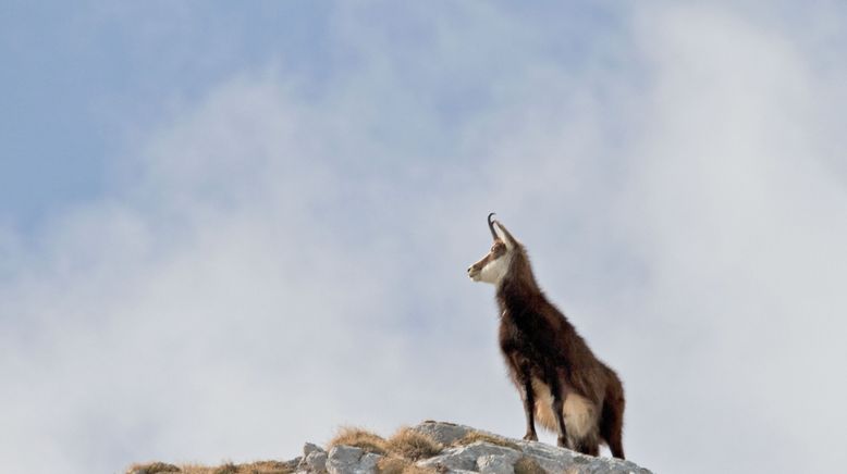 Hermann Maier: Meine Heimat, das Land am Dachstein