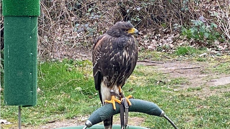 Wildtiere in der Großstadt