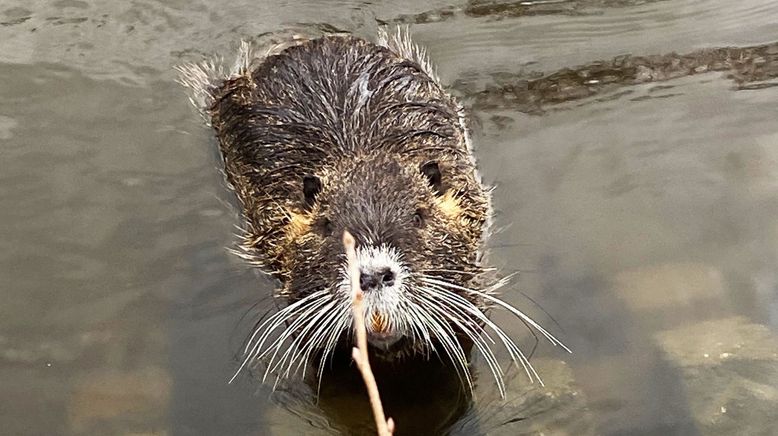 Wildtiere in der Großstadt