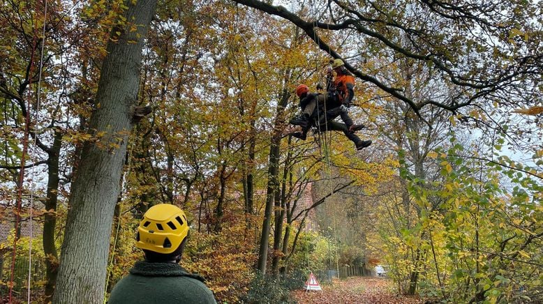 Ernte in den Baumkronen