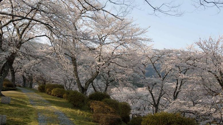 Japan im Licht der Jahreszeiten