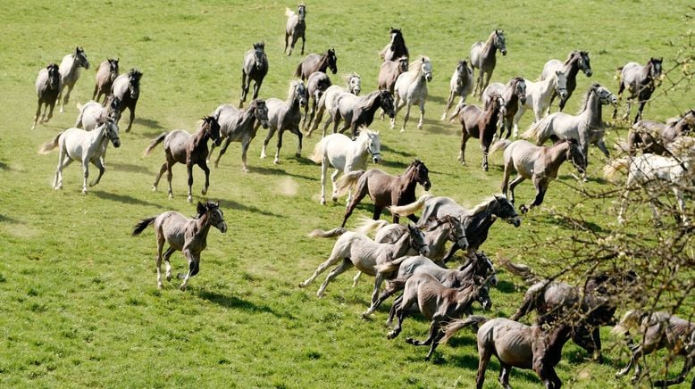 Die Lipizzanerheimat - Kraftquelle für Mensch und Tier