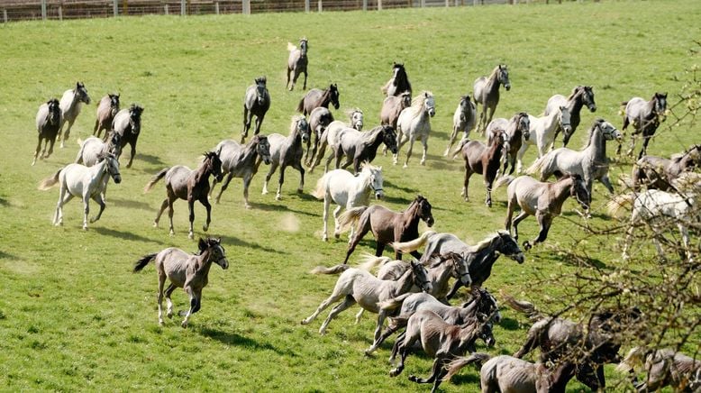 Die Lipizzanerheimat - Kraftquelle für Mensch und Tier