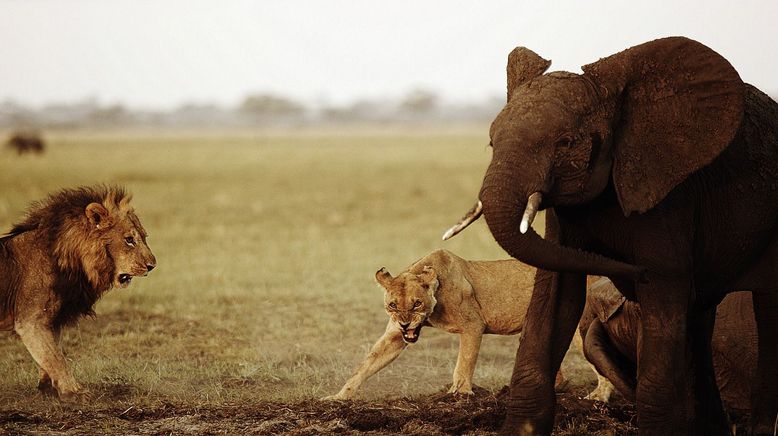 Kampf der Giganten - Löwen gegen Elefanten