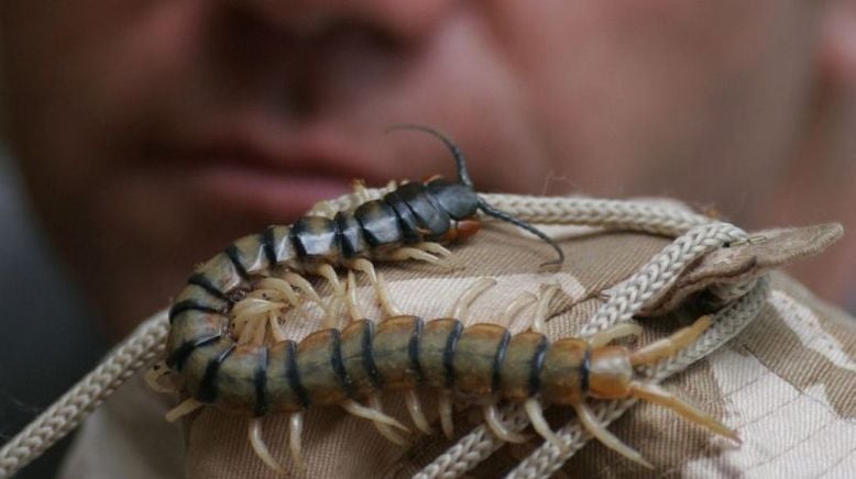 Deadly 60 - Die gefährlichsten Tiere der Welt