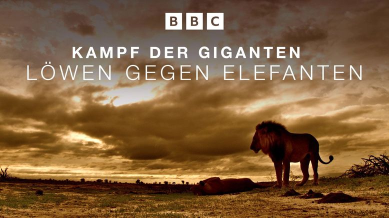 Kampf der Giganten - Löwen gegen Elefanten