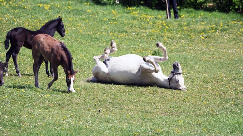 Die Lipizzanerheimat - Kraftquelle für Mensch und Tier