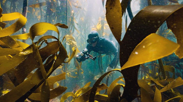 Der Kelpwald - Südafrikas geheimnisvolle Unterwasserwelt