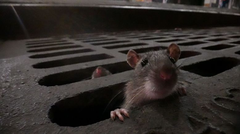 Das erstaunliche Leben der Ratten - Unterwegs in Rat City