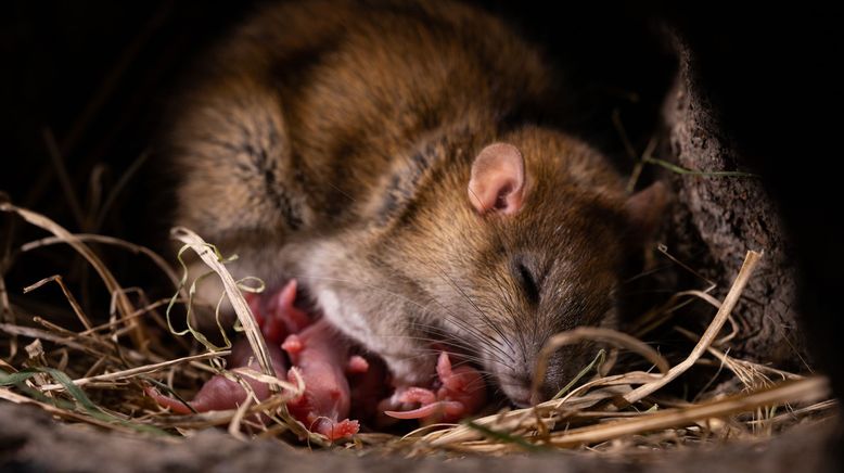 Das erstaunliche Leben der Ratten - Unterwegs in Rat City