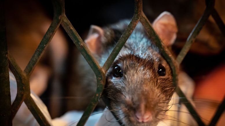 Das erstaunliche Leben der Ratten - Unterwegs in Rat City