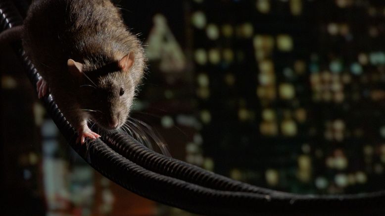 Das erstaunliche Leben der Ratten - Unterwegs in Rat City