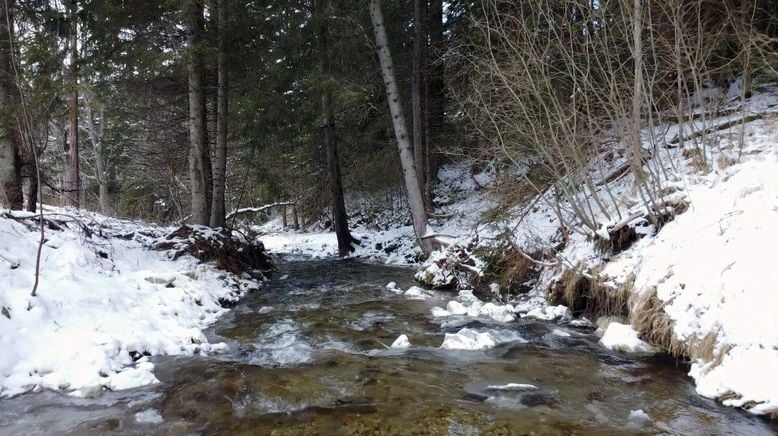 In der Waldheimat