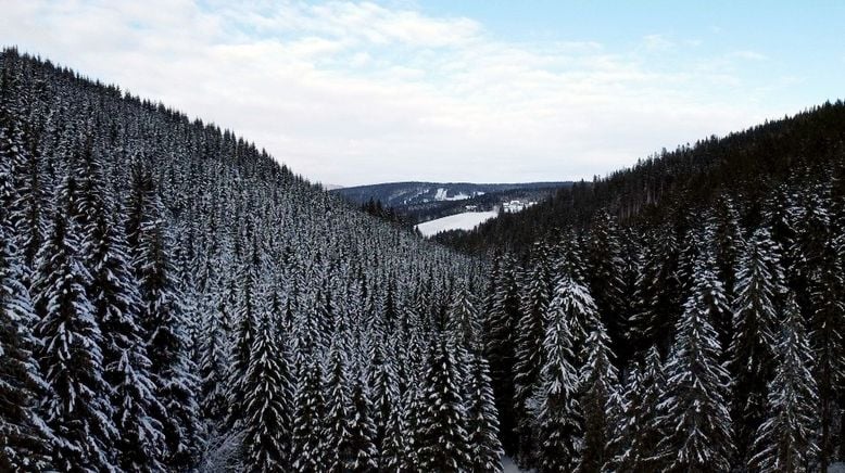 In der Waldheimat