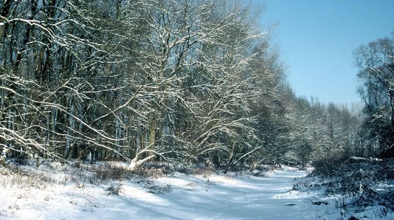 Magische Weihnachten