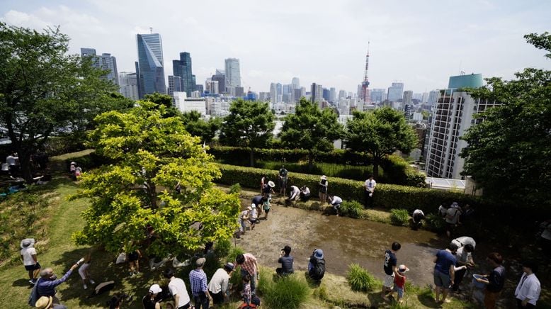 Wild Tokyo - Wildes Tokio