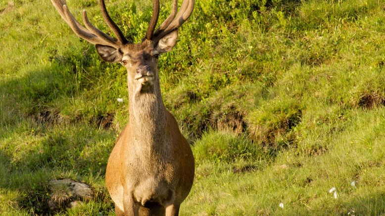 Saalbach-Hinterglemm - Wo sich Natur und Mensch begegnen