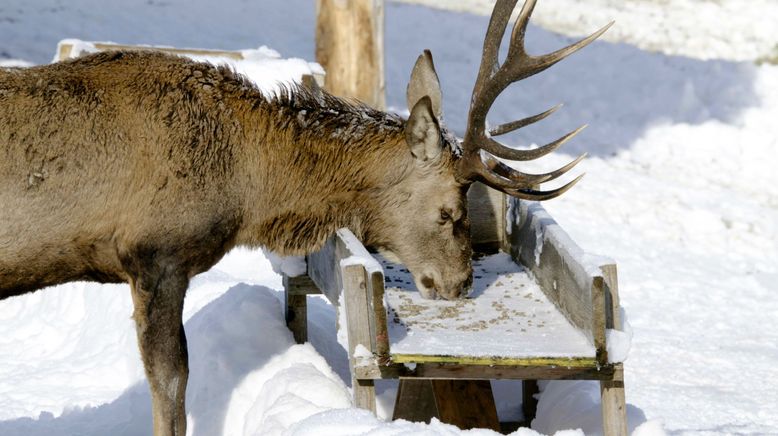 Saalbach-Hinterglemm - Wo sich Natur und Mensch begegnen