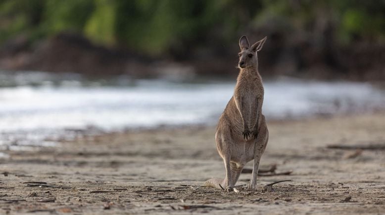 Australiens wilde Küsten