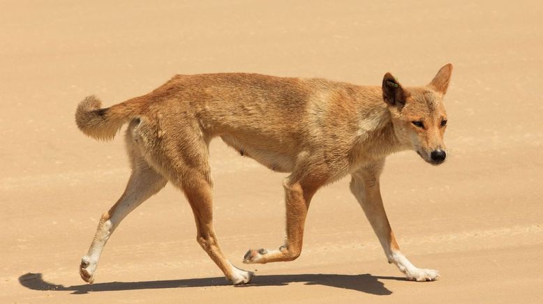 Australiens wilde Wälder