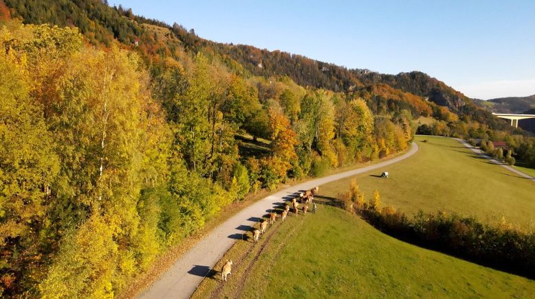 Alpenleben um den Semmering