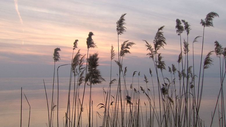 Winter am Neusiedler See