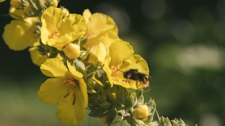 Vom Acker zur Artenvielfalt - Gabys Blumenwiese