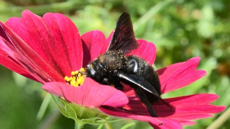 Vom Acker zur Artenvielfalt - Gabys Blumenwiese