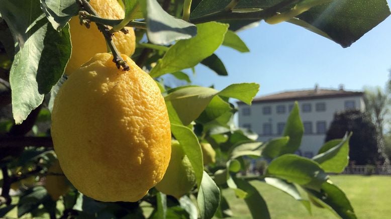 Wo die Zitronen blüh'n - Eine süßsaure Reise von den Alpen bis Sizilien