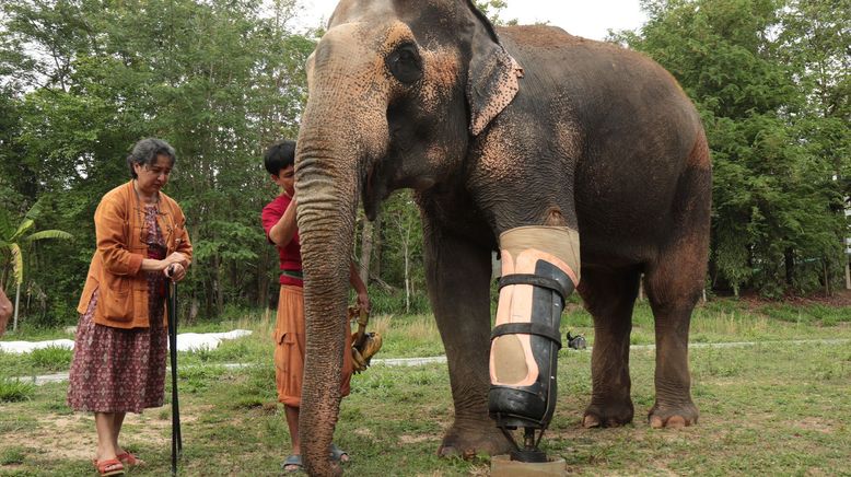 Das Elefantenkrankenhaus von Thailand