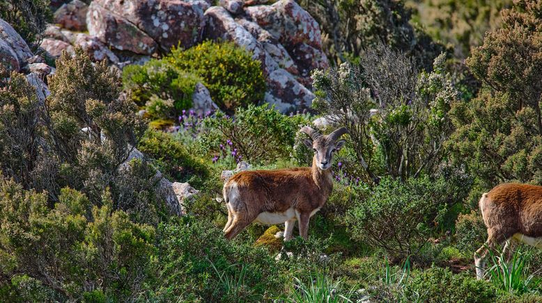 Sardinien - Arche aus Stein