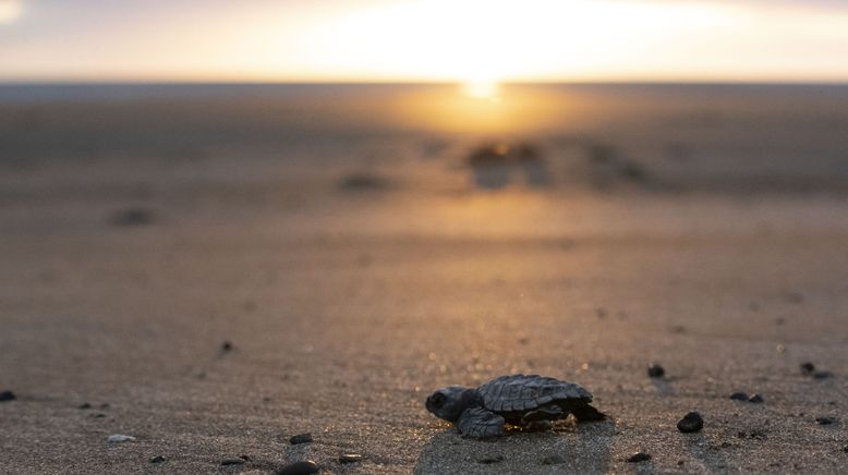 Am Strand der Jaguare