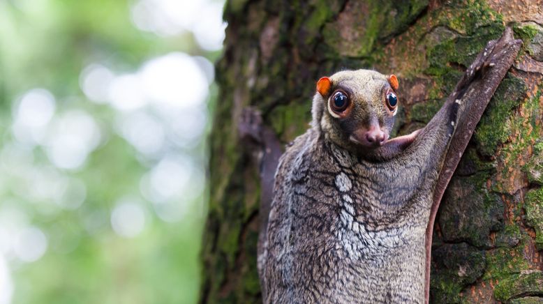 Phänomenale Natur