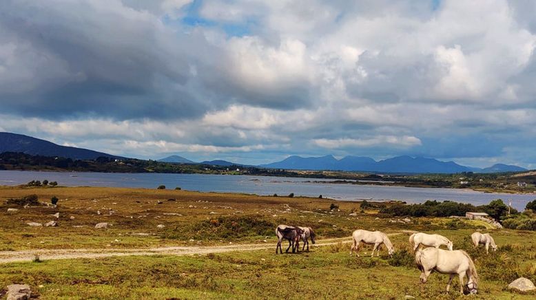 Connemara: Wie das Land, so das Pony