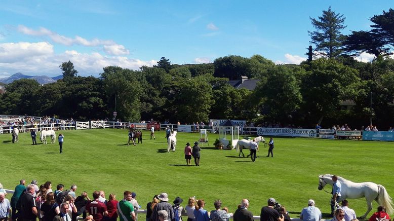 Connemara: Wie das Land, so das Pony