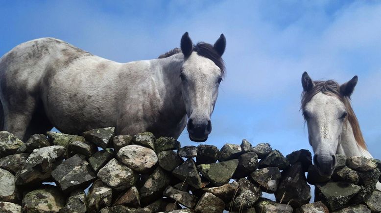 Connemara: Wie das Land, so das Pony