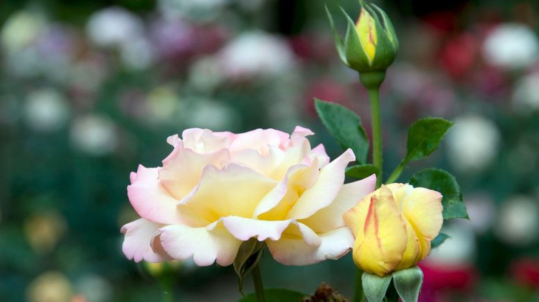 Rose - Königin der Blumen