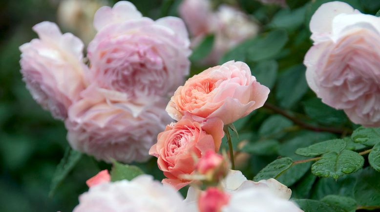 Rose - Königin der Blumen