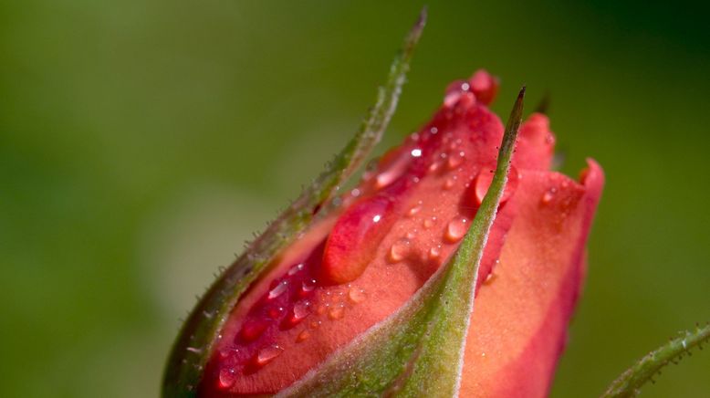 Rose - Königin der Blumen