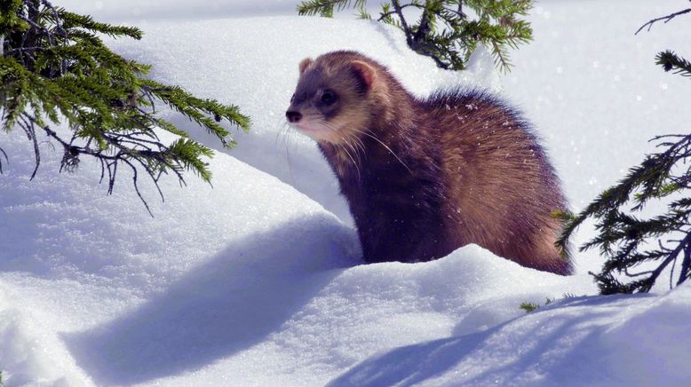 Lungau - Wildnis im Herzen der Tauern