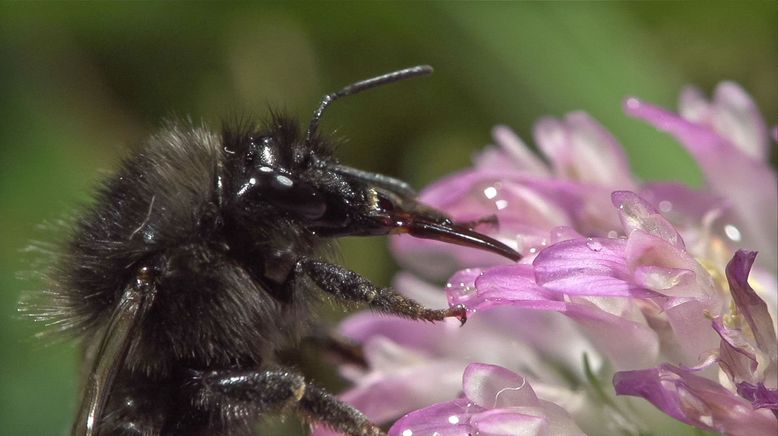 Hummeln - Bienen im Pelz