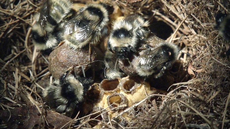 Hummeln - Bienen im Pelz