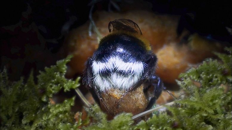 Hummeln - Bienen im Pelz