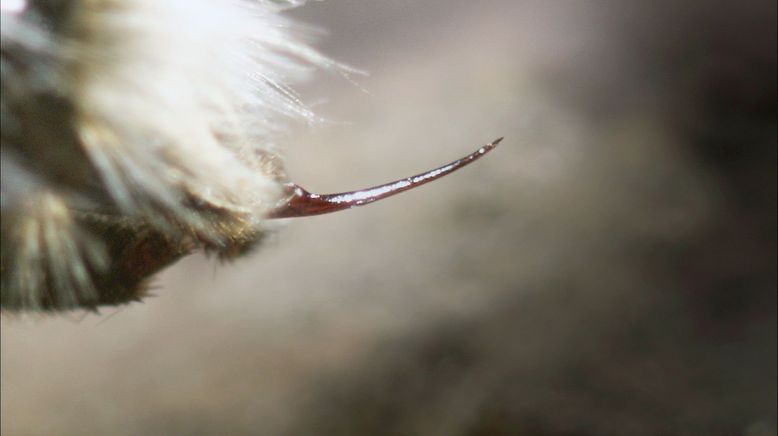 Hummeln - Bienen im Pelz