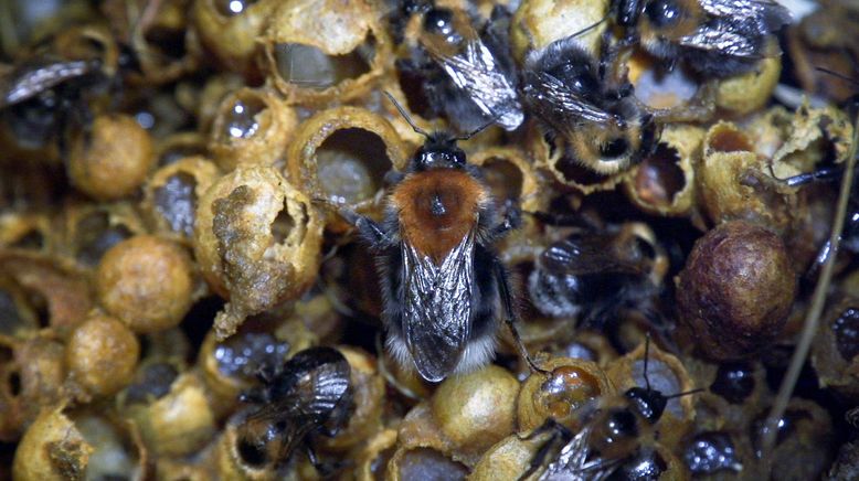 Hummeln - Bienen im Pelz