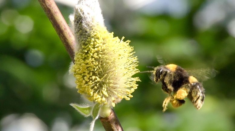 Hummeln - Bienen im Pelz