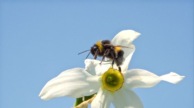 Hummeln - Bienen im Pelz