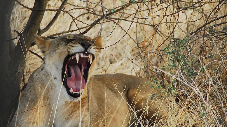 Deadly 60 - Die gefährlichsten Tiere der Welt