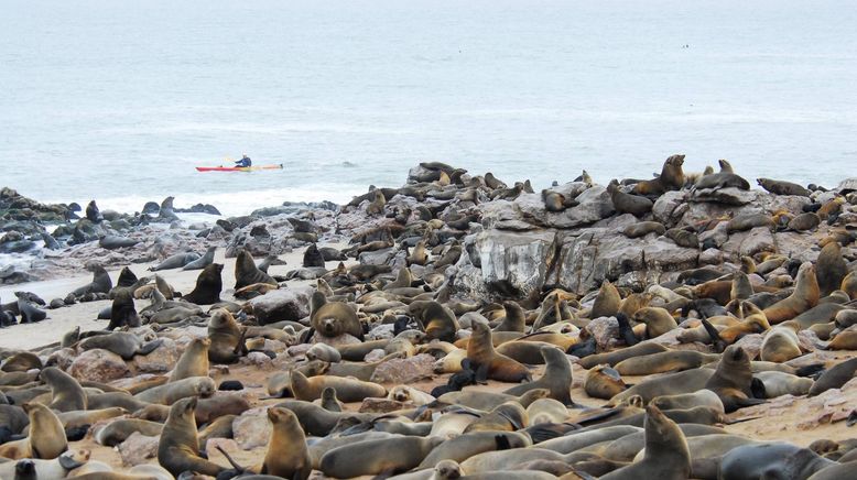 Deadly 60 - Die gefährlichsten Tiere der Welt